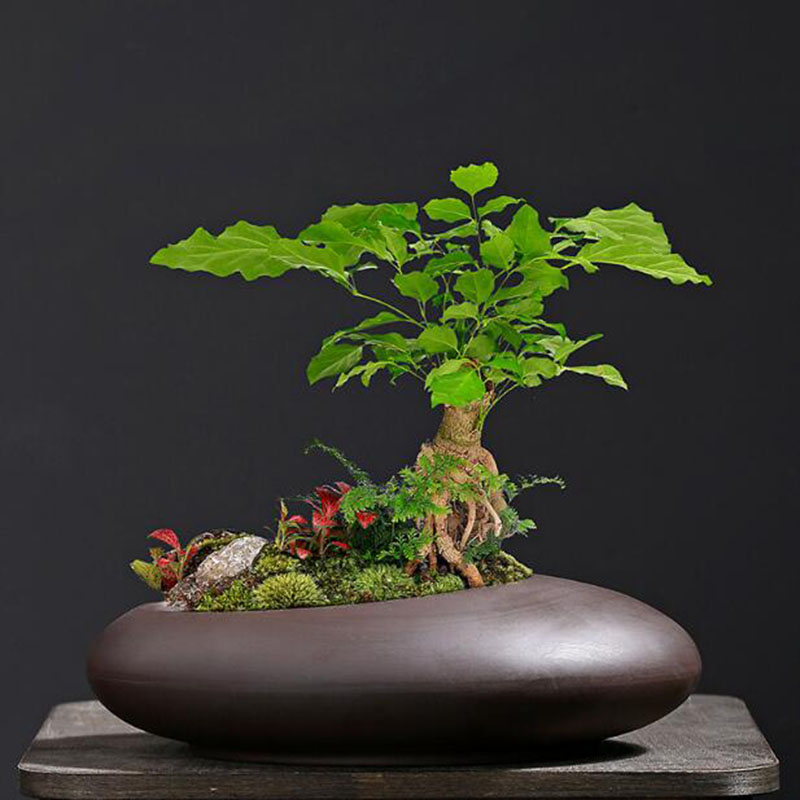 Vaso de Planta Retrô de Argila - Tagine Clay Pot avaliação e preço